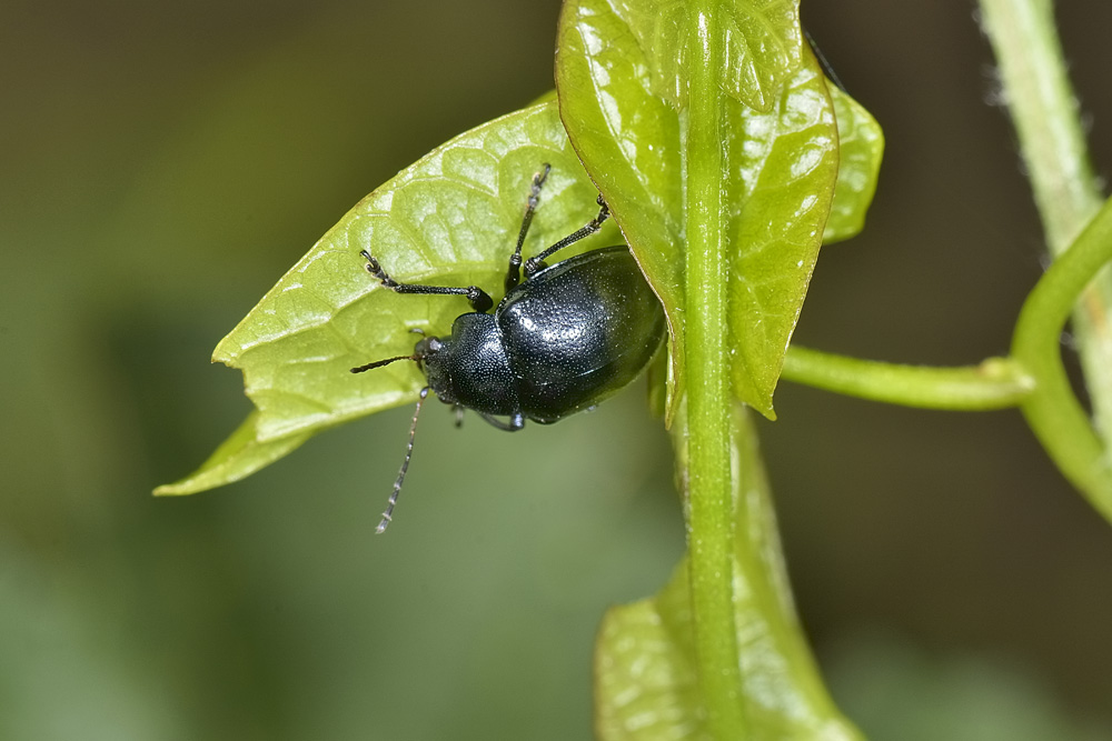 Chrysomelidae: Colasposoma dauricum